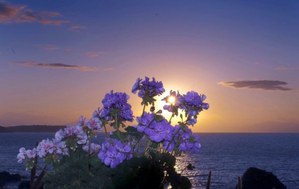 Море цветов на закате