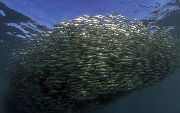 Анчоусы Хамса сардины