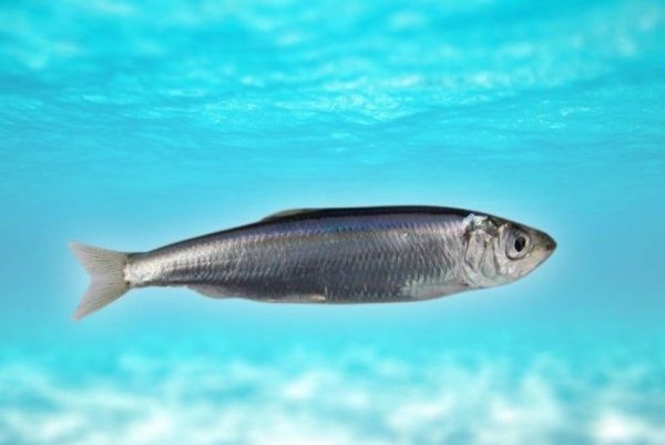 Сельдь Черноморско-Азовская