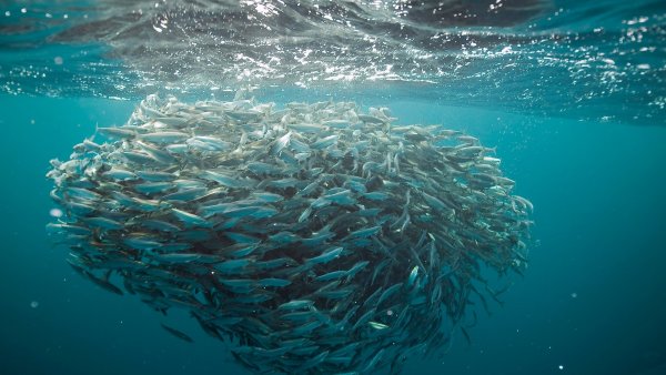 Океаническая сельдь