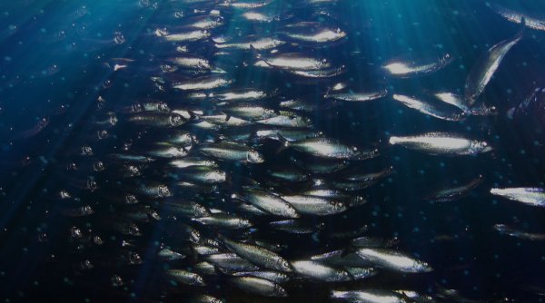 Сельдь Берингово море