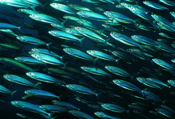 Сельдеобразные сардина