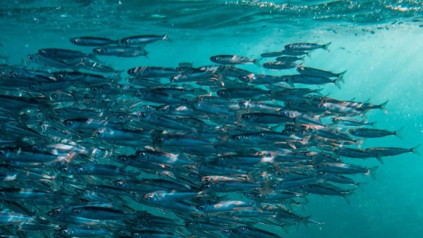 Рыбы мирового океана