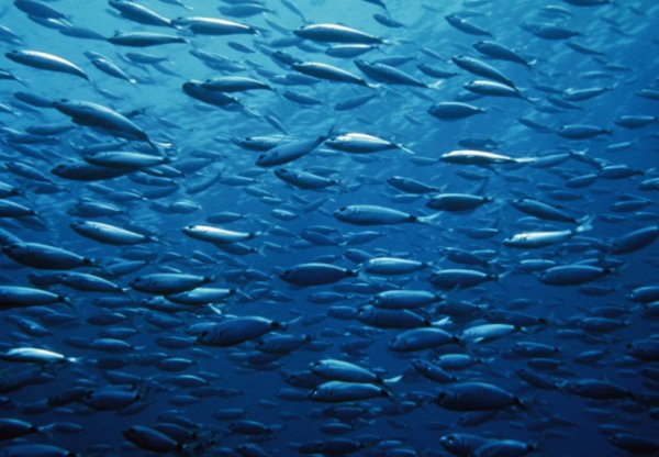 Стая сельди
