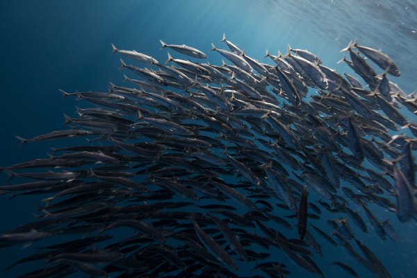 Анчоусы Хамса сардины