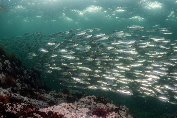Сельдь Северного Ледовитого океана
