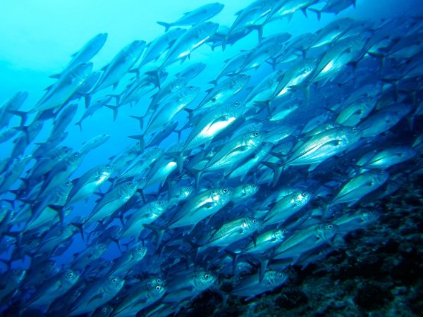 Атлантическая сельдь нерест