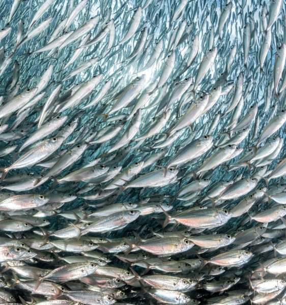 Норвежская сельдь