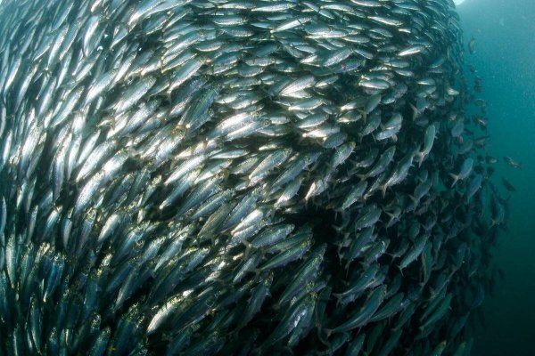 Атлантическая сельдь нерест