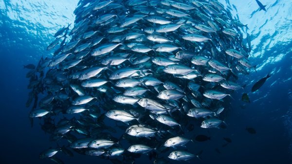 Стая рыб