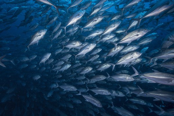 Сельдь Северного Ледовитого океана