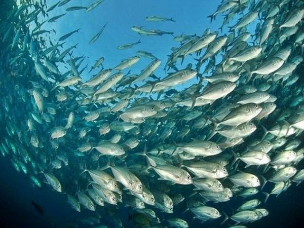 Азово Черноморская сельдь