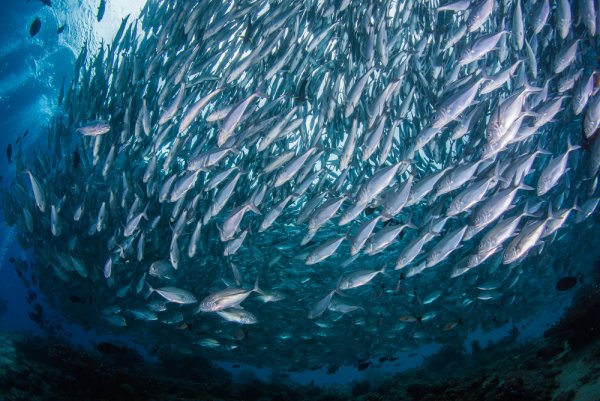 Сельдеобразные промысел