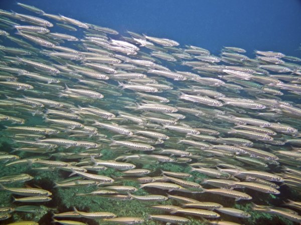 Перуанская сардина