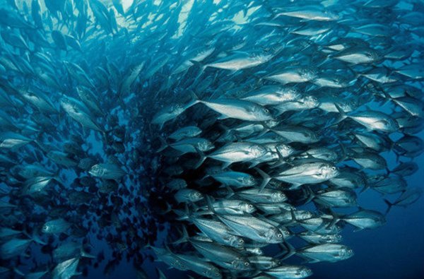 Сельдь Северного Ледовитого океана