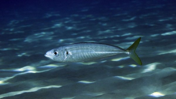 Сардинелла в индийском океане