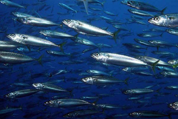 Скумбрия Черноморская