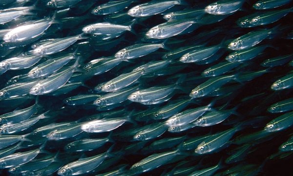 Мелкая рыба