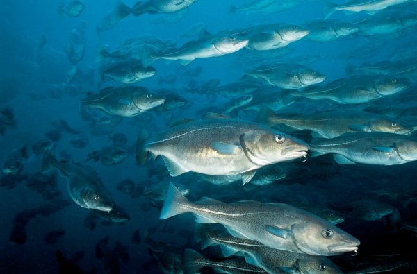 Треска в Северном Ледовитом океане