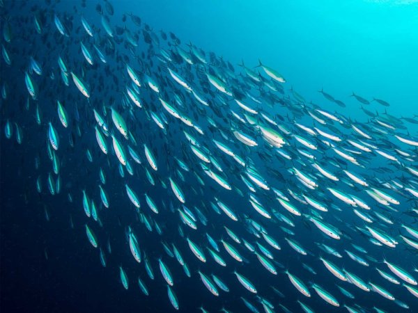 Косяк рыб