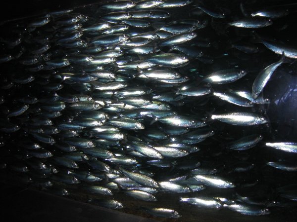 Стая атлантической сельди