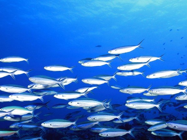 Черноморская ставрида стая