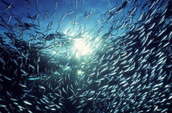 Стая сельди