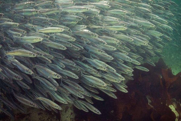 Килька в море