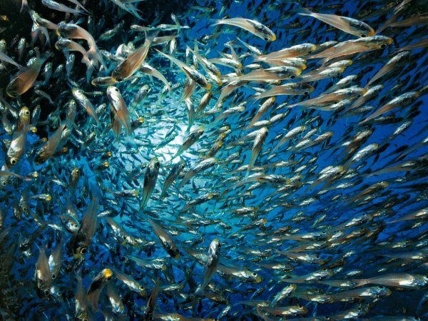 Миграция рыб