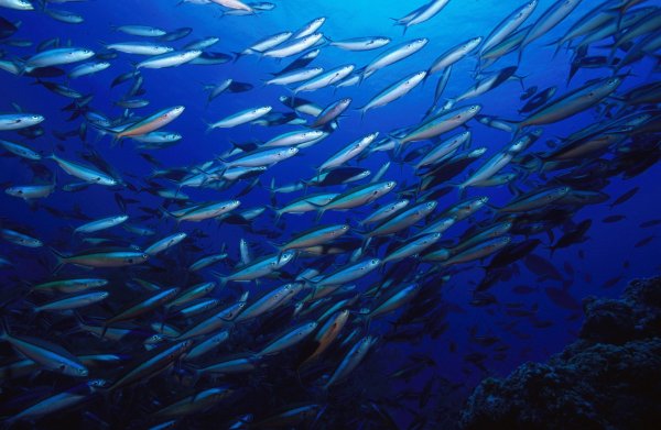 Банка сардин