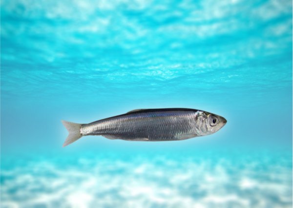 Сардина атлантическая Живая