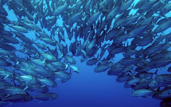 Сельдеобразные сардина