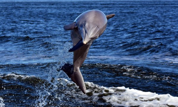 Дельфин в море