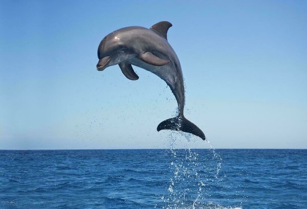 Почему дельфины плывут впереди корабля
