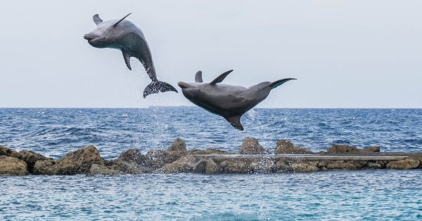 Дельфины прыгают