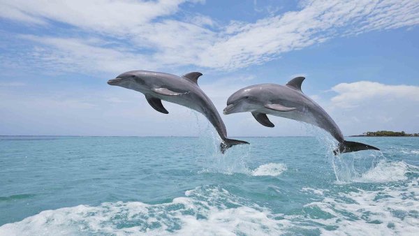 Дельфины в прыжке