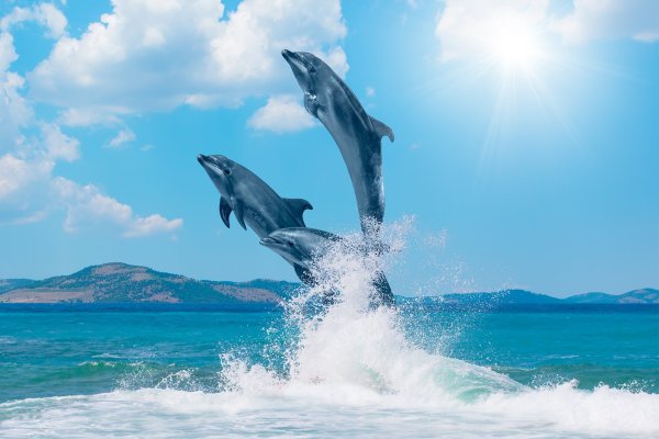 Ответы витамин-п-байкальский.рф: Для чего дельфины прыгают?