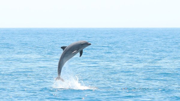 Море закат дельфины