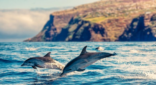 Дельфин в прыжке