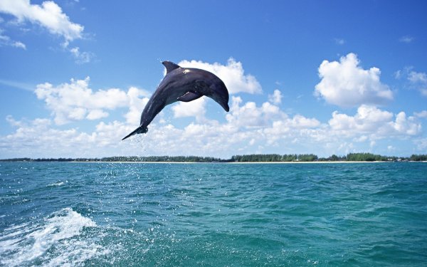 Океанический Дельфин