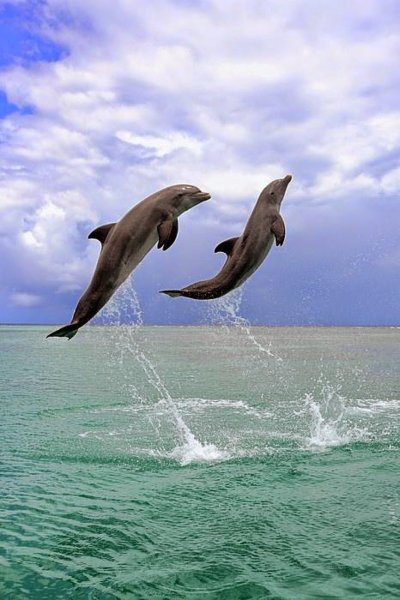 Дельфин ныряет в море