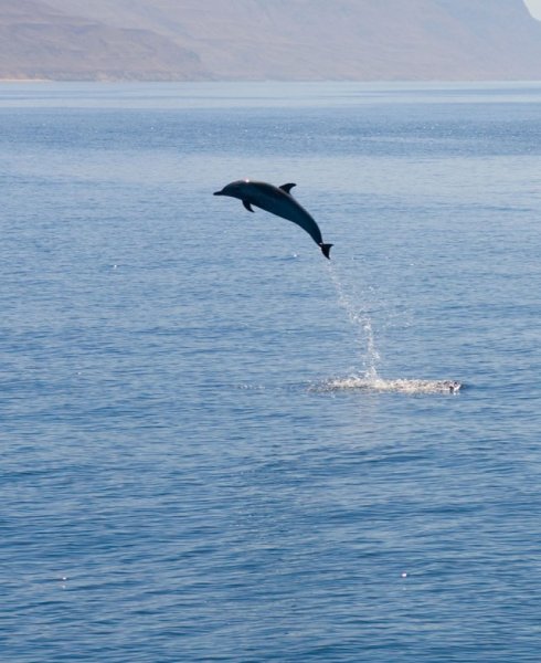 Дельфины прыгают