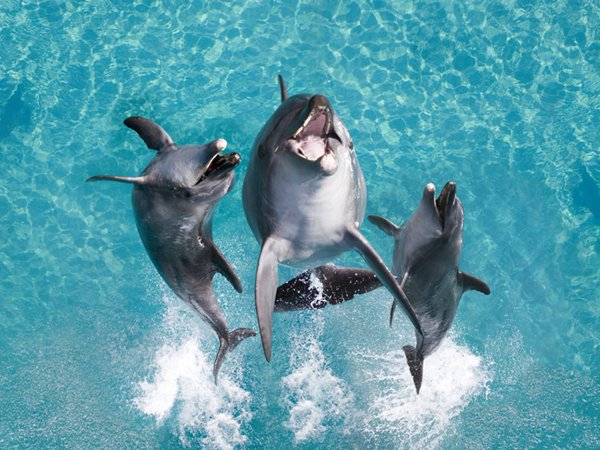 Нильский Дельфин