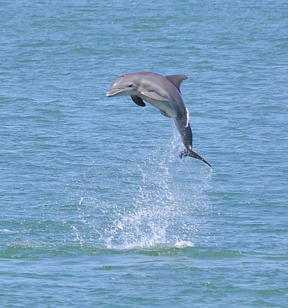 Азовский Дельфин