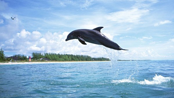 Дельфин прыгает