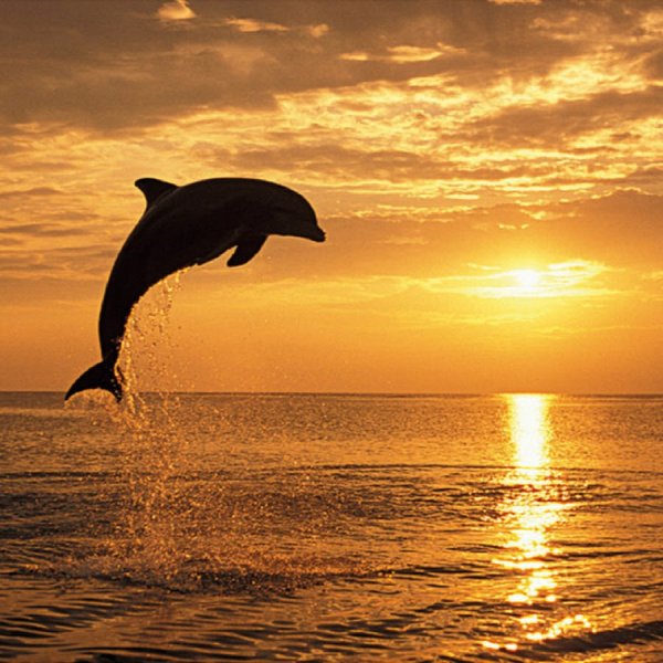 Стая дельфинов