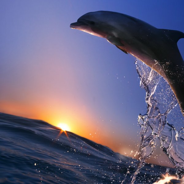 Дельфины в прыжке
