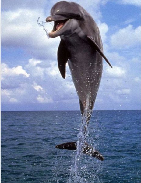 Девушка и Дельфин