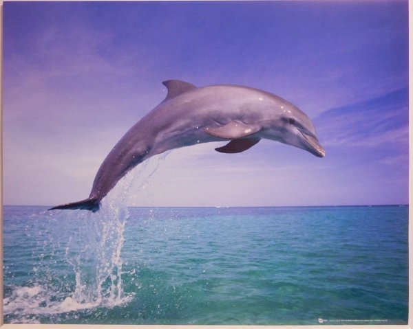 Дельфин выныривает