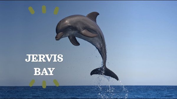 Дельфин в море